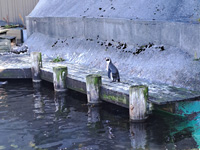 alesund