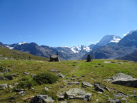 ortler