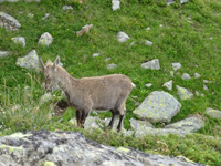 Walliser Haute Route