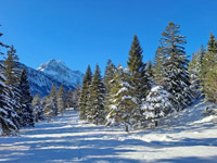 mittenwald